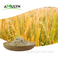 Bitki bazlı %80 Konsantre Hidrolize Buğday Protein Tozu